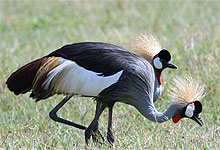 Crown Cranes - Ngorongoro Crater 