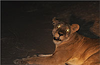 Night Game Drives