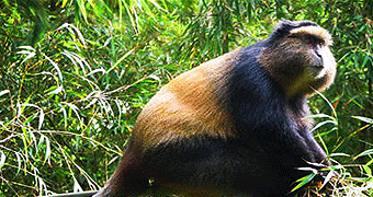 Nyungwe Forest National Park