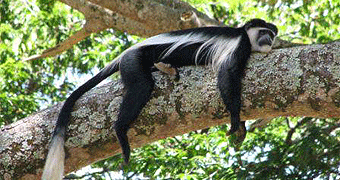Nyungwe Forest National Park 