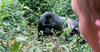 Nyungwe National Park 