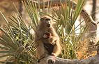 Okavango Delta 