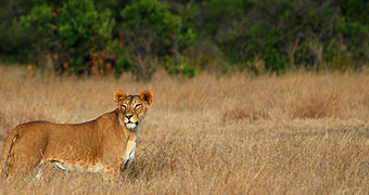 Ol Pejeta/Sweetwaters