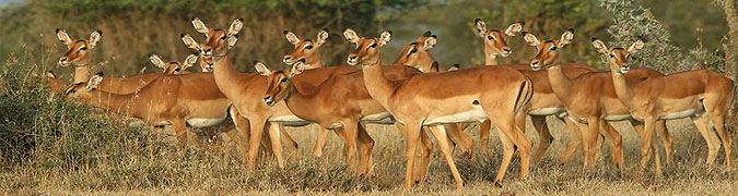 Ol Pejeta Conservancy 