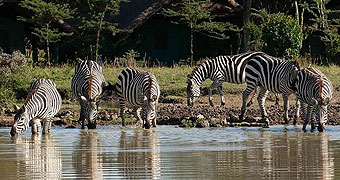 Ol Pejeta/Sweetwaters