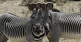 Ol Pejeta/Sweetwaters