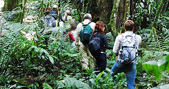 Parc National Des Volcans 