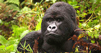 mountain gorillas