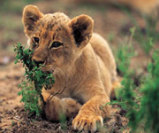 safari lion