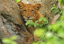 Queen Elizabeth National Park