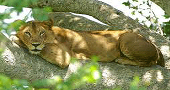 Queen Elizabeth National Park