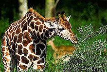 Rothschild Giraffe in Lake Nakuru National Park