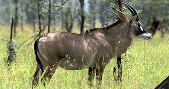 Ruma National Park 