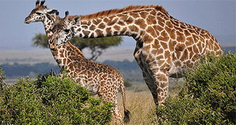 Ruma National Park 