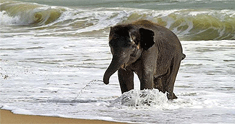 Saadani National Park