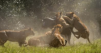 Saadani National Park