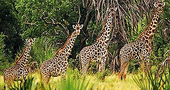 Saadani National Park