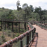 Nairobi Safari Walk