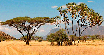 Samburu Game Reserve 