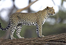 Leopard in Samburu - Kenya
