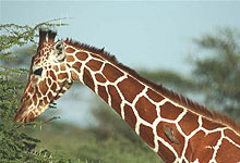 Reticulated Giraffe in Samburu Game Reserve