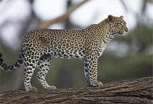 Samburu Game Reserve Leopard in Kenya