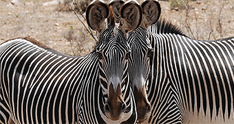 Samburu Game Reserve 