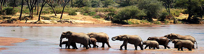 Samburu Intrepids Camp