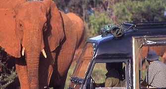 Samburu Intrepids Camp