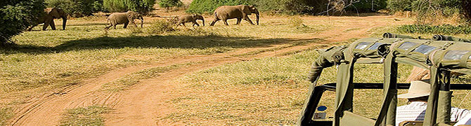 Samburu Intrepids Camp 