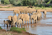 Samburu Elephants