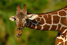 Samburu Game Reserve - Reticulated Giraffe