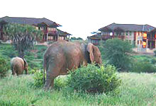 Samburu Simba Lodge