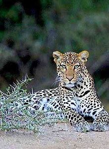 Sarara Camp