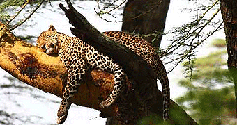 7 Days/ 6 Nights Kenya Safari