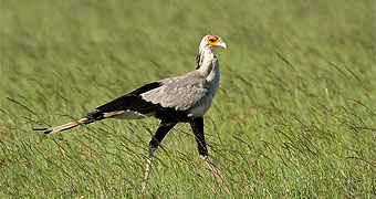 Nairobi National Park