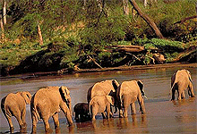Elephants in Selous Game Reserve crossing Rufiji River