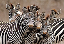 Selous Game Reserve, Southern Tanzania