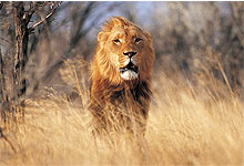 Male Lion in Selous Game Reserve, Tanzania 