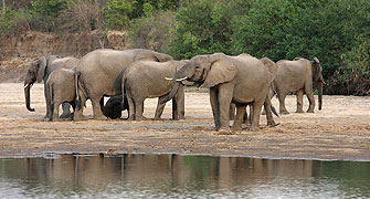 selous wildlife Lodge
