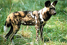 Wild Dog