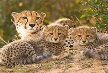 Serengeti Cheetahs - Tanzania