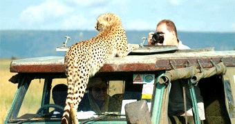 Serengeti Wild Camp