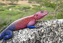 Agama Lizard on a Kopje in The Serengeti National Park