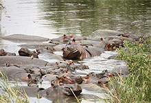 serengeti hippos