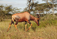 Topi Antelope near Seronera Airstrip, Serengeti