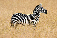 Plains Zebra in Serengeti National Park