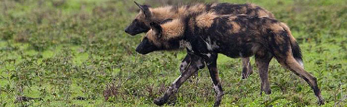 wild dogs