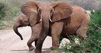 Shimba Hills National Reserve