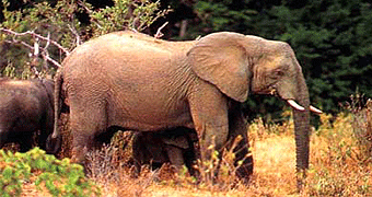 Shimba Hills National Park